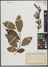 Foto von Salix silesiaca Willd.
